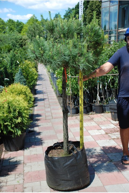 Сосна густоквіткова Окулус Драконіс (Око Дракона) штамб | Сосна густоцветковая Окулус Драконис (Глаз Дракона) штамб | Pinus densiflora Oculus draconis shtamb